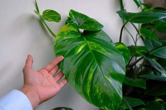大叶绿萝叶子发黄怎么办？大叶绿萝叶子发黄的