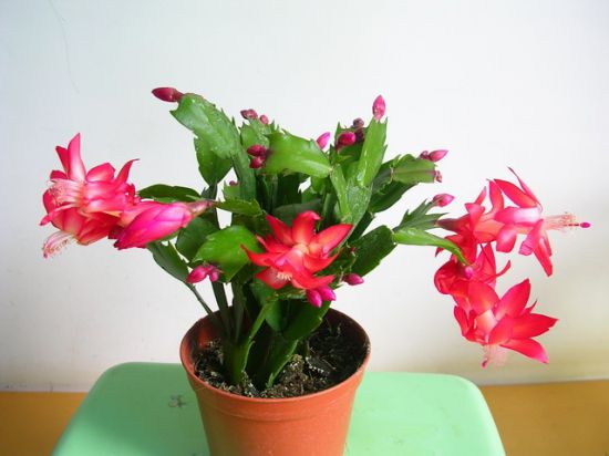 健康的假昙花(蟹爪兰) 健康的假昙花(蟹爪兰)