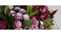 纽扣菊怎么修剪