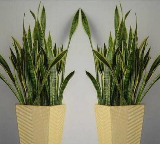 虎皮兰用什么花盆好看，虎皮兰用深盆还是浅盆