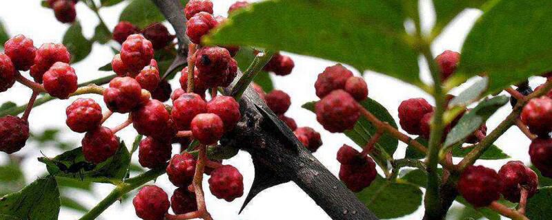 花椒种植五亩利润多少？花椒种植五亩利润2000