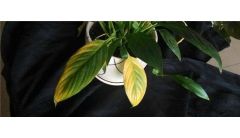 白掌叶子发黄叶尖枯萎