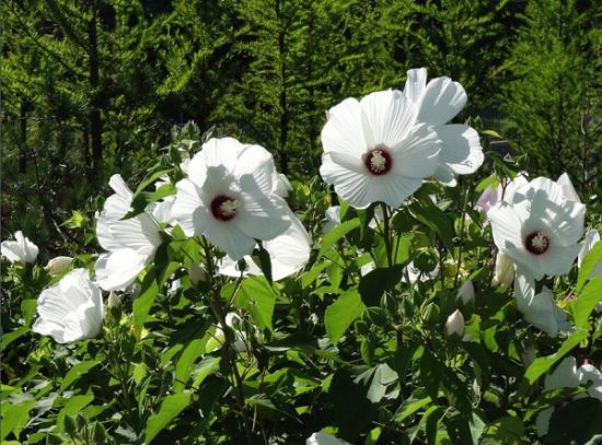 蜀葵的种植方法和注意事项 蜀葵的种植方法和注意事项