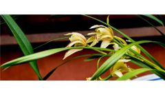 兰花黄叶怎么办？兰花黄叶的解决方法