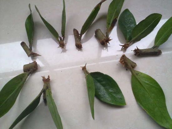 叶插的金钱树长根了 叶插的金钱树长根了