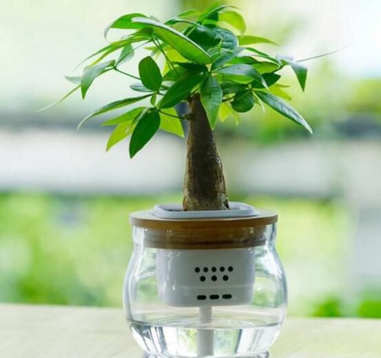 发财树的叶子能水插吗？发财树叶子水插的四个