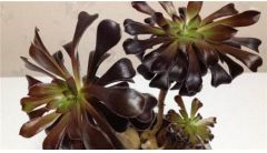 黑法师掉叶子怎么办