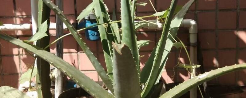 67种有毒多肉名单：小心养护避免中毒