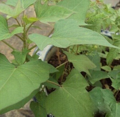 番薯/红薯/地瓜的栽种方法技术 番薯/红薯/地瓜的栽种方法技术