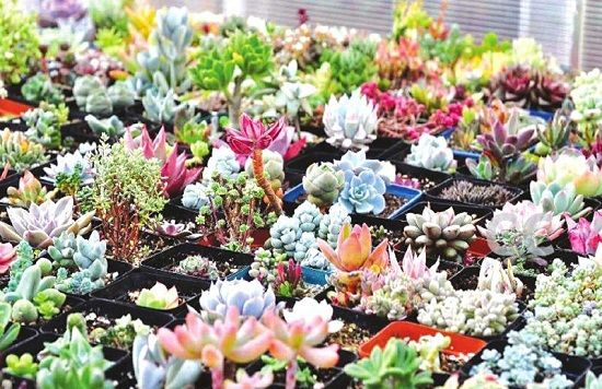 多肉植物与十二星座（附图）：来看看你是哪种