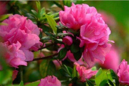 杜鹃花叶子一碰就掉怎么办？4个方法解决杜鹃掉叶现象