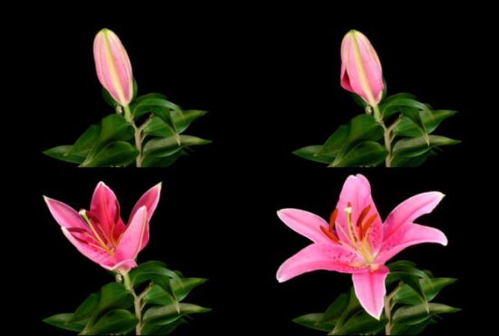 花开的声音 花开的声音