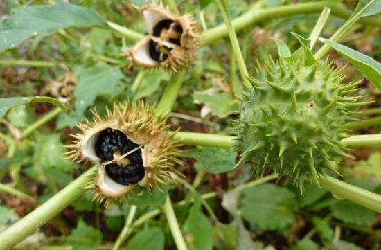 曼陀罗果实和种子 曼陀罗果实和种子