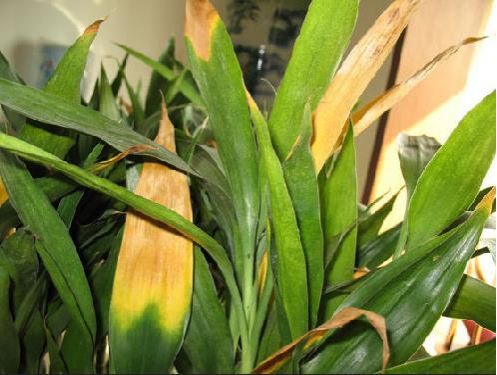 花卉叶子为什么会焦边