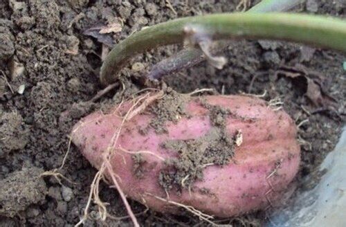 番薯/红薯/地瓜的栽种方法技术 番薯/红薯/地瓜的栽种方法技术