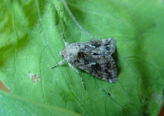 泽泻是什么 泽泻是什么