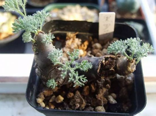 (仙人掌科多肉) (仙人掌科多肉)