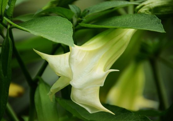 曼陀罗花静态图片 曼陀罗花静态图片