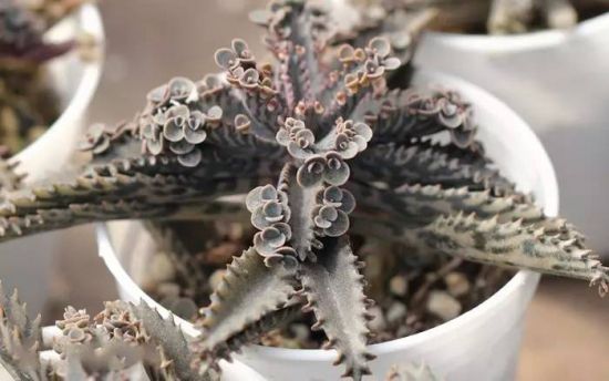 (不死鸟) (不死鸟)