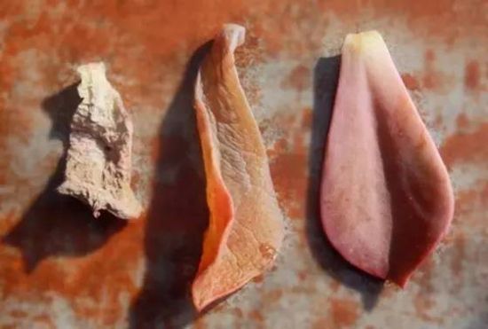 (果冻叶) (果冻叶)