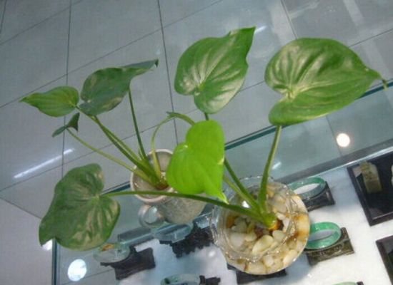 室内种植的千手观音 室内种植的千手观音