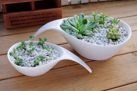 养殖多肉不会引来蚊虫 养殖多肉不会引来蚊虫