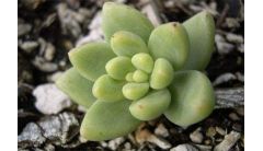 凝脂莲的病虫害及防治方法，黑腐病需修枝根系消毒