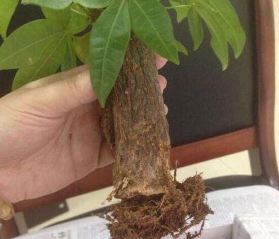 发财树树干变软怎么办？发财树树干变软4个步骤