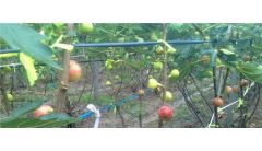 无花果僵苗怎么办