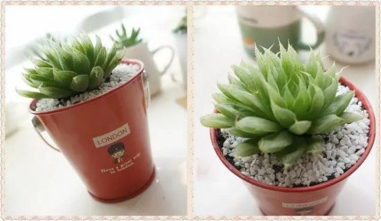 (宫灯玉露) (宫灯玉露)