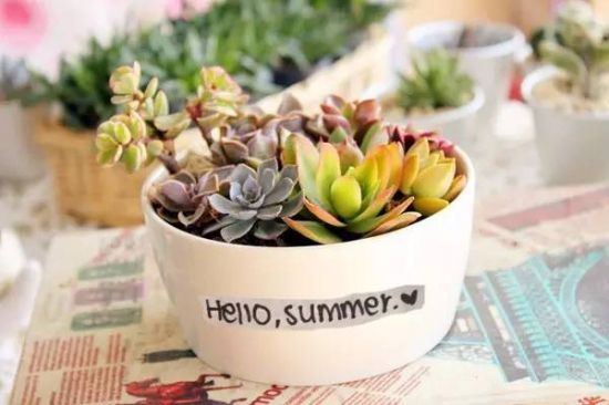 (多肉度夏) (多肉度夏)