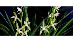 春夏秋冬各有什么代表性的花卉