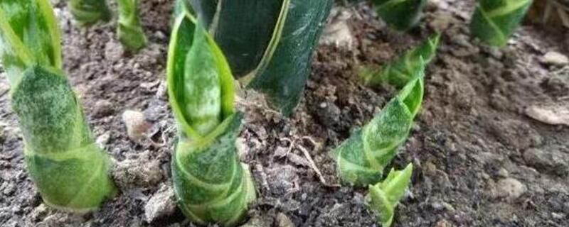 虎皮兰施什么肥好？虎皮兰施肥要点