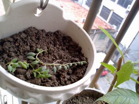 珍珠吊兰扦插繁殖 珍珠吊兰扦插繁殖