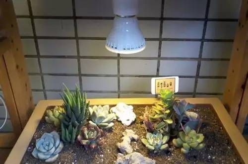 多肉不适合在室内养 多肉不适合在室内养