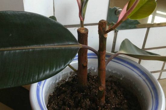 橡皮树剪下来怎么生根？适当修剪扦插两周就能