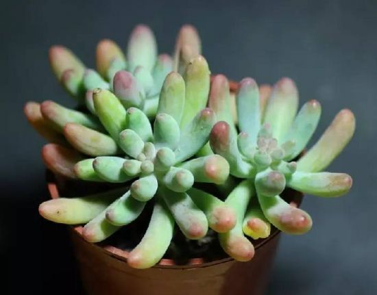 (景天科多肉) (景天科多肉)