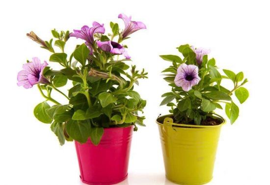 触摸会使植物长不高 触摸会使植物长不高