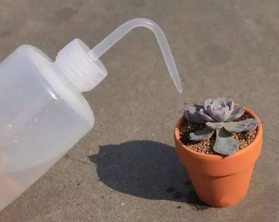 (中午浇水不可取) (中午浇水不可取)