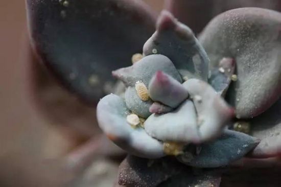 (多肉虫害) (多肉虫害)