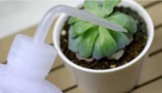 按季节浇水 按季节浇水