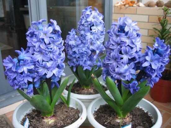 最常见的对宠物有毒的植物 最常见的对宠物有毒的植物