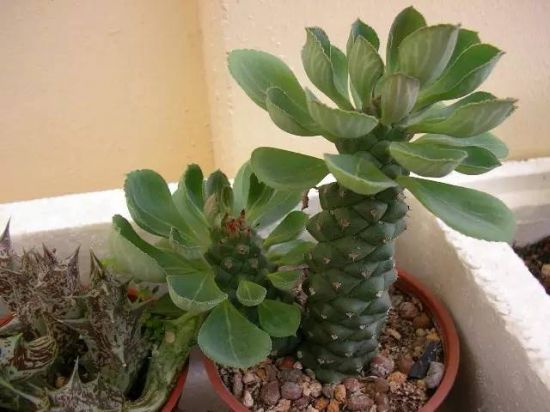 (大戟科多肉) (大戟科多肉)