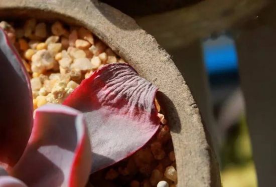 多肉枯叶 多肉枯叶