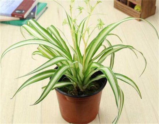 金心吊兰怎么养才旺？掌握4个要点养出旺盛金心