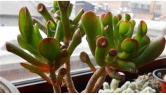 筒叶花月叶子变软怎么办？筒叶花月叶子变软的