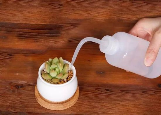 (多肉浇水) (多肉浇水)