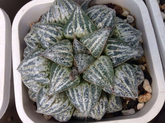 多肉雪景色夏天养护 多肉雪景色夏天养护