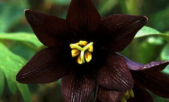 神秘的黑色曼陀罗 神秘的黑色曼陀罗