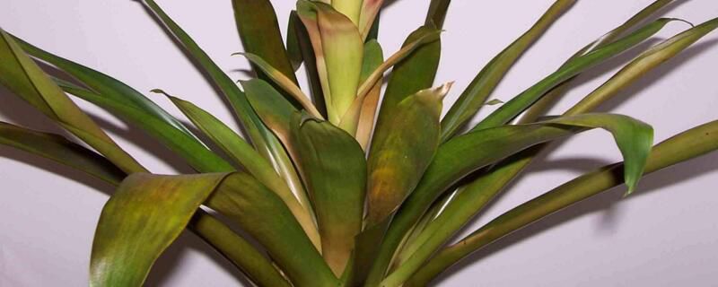 凤梨花叶子发黄怎么办？凤梨花叶子发黄的原因